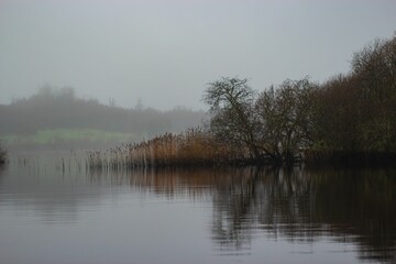 Scenic view of tree growing near a tranquil lake on a foggy day