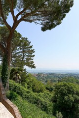 a tree stands on a rocky ledge overlooking a lush landscape