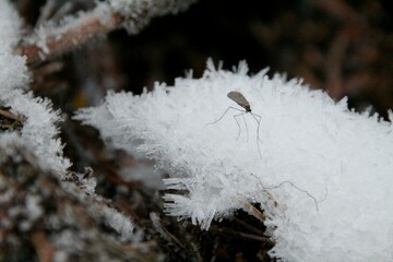 snow and frost covered grass with a bug on it and in the background, a