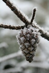 a closeup of a cone on a frosty branch