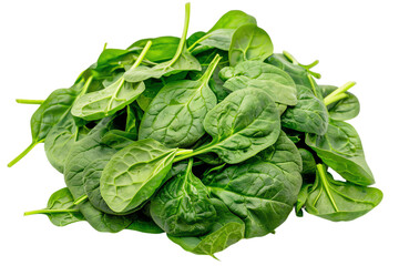 Fresh green spinach and lettuce
