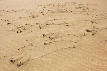 Fototapeta na wymiar Sand dunes at the beach in Fuerteventura