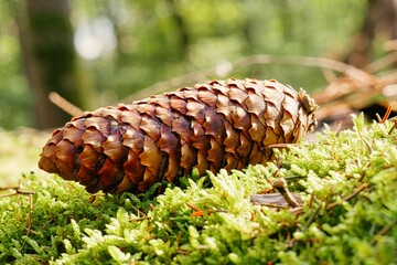 Closeup of a fir cone on a lush green mossy ground of a forest