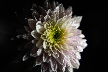 Closeup shot of a vibrant Chrysanthemum grandiflorum flower with glistening water droplets on it