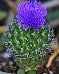 Closeup of a purple cactus flower in a pot