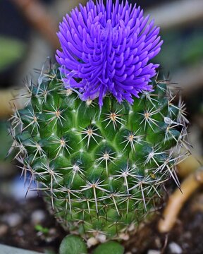 Closeup of a purple cactus flower in a pot