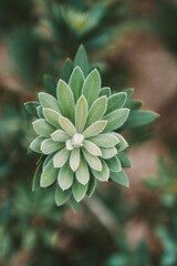 Close-up of a silver tree with leaves