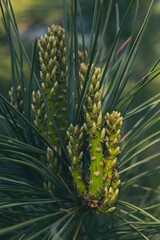 Fototapeta premium Cluster of fresh green pine branches with small buds and pine cones visible hanging off them