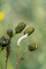 White dotted moth hovering on a flower in a garden setting