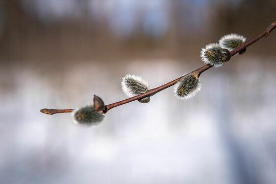 Closeup shot of pussy willow on the branch with a blurred background