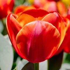 Closeup of red tulip flowers in a field on a sunny day