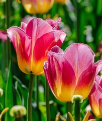 Closeup of pink tulip flowers in a field on a sunny day