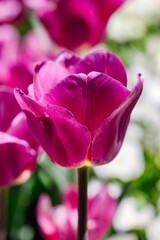 Closeup shot of a tulip in a field.