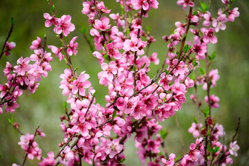Arrival of Spring. Peach blossoms. Tree with pink flowers