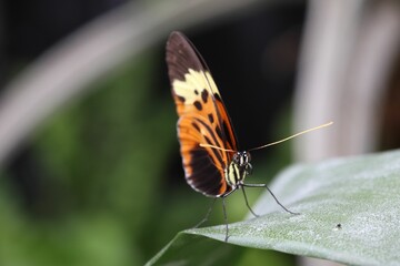 Vibrant butterfly perched atop a lush green leaf with a blurred background