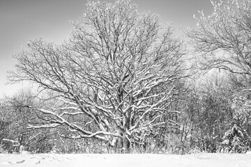 Beautiful view of a large oak tree in wintertime