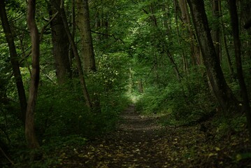 the woods are lush with trees and leaves in it on a path