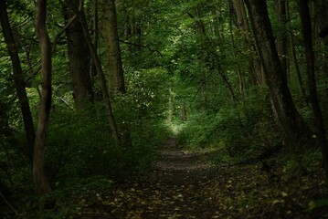 Obraz premium Scenic dirt pathway through a lush green wooded area