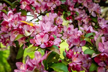 Beautiful springtime scene featuring a blooming tree with lush pink flowers