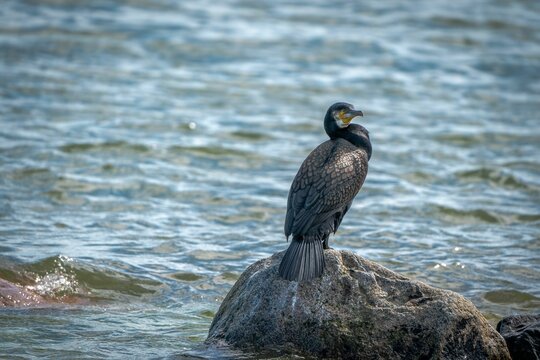 a small Cormoran (Corvus marinus) on top of large rocks in the water