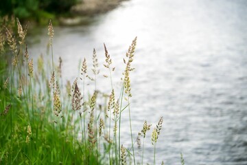 Scenic view of lush green grass growing on the edge of a tranquil lake