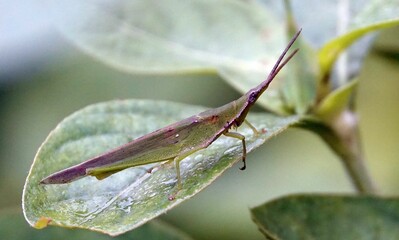 Closeup of a grasshopper perched on a green leaf