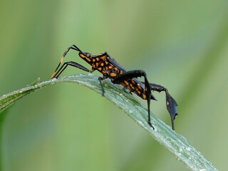 Macro of a small Predator (Reduviidae) perched atop a leaf against a blurred green backdrop