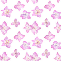 Seamless pattern with pink hydrangea on a white background. Watercolor illustration of summer flowers in botanical style.