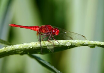 a red dragonfly resting on a leaf in a forest