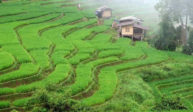 a field with houses and some rice terraces covered in green grass