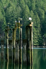 Serene lake scene featuring numerous wooden poles protruding from the still water