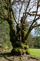 an old tree has grown a mossy body with an interesting face