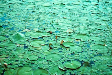 Green leaves of water lilies in the pond