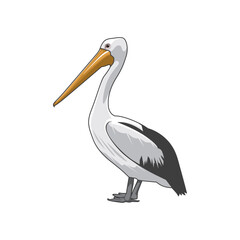 vector illustration of a pelican bird