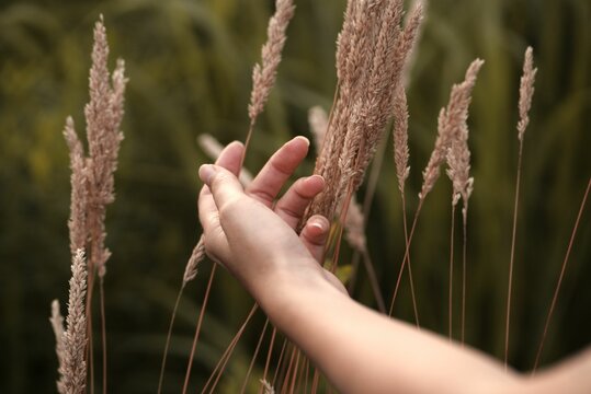 Woman's hand gently touching the swaying grass.