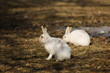 White fluffy rabbits in the park in spring