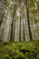 Fototapeta premium Trail meandering through an ethereal foggy forest, with lush mosses coating the ground