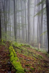 Trail meandering through an ethereal foggy forest, with lush mosses coating the ground