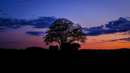 Fototapeta na wymiar Idyllic sunset featuring a silhouetted tree against a deep blue sky in Amisfield, Southwest Scotland