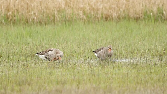 Wildgans (anser anser) Ende M&auml;rz auf Durchreise in der Schweiz, Kanton Z&uuml;rich, Vogelschutzgebiet Greifensee.