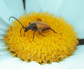 an insect sitting on top of a white flower with orange and black petals