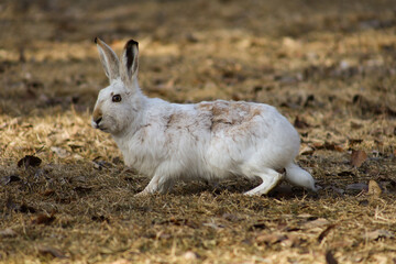 White fluffy rabbit in the park in spring.