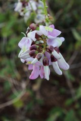 Closeup shot of a vibrant plant with lush purple and white blooms.