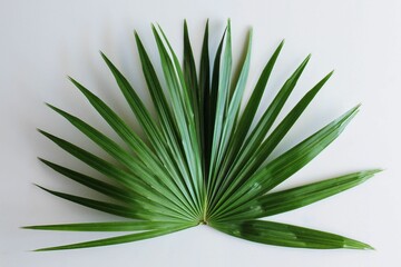 Closeup of a vibrant green palm branch on a white background.