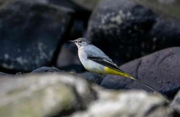Grey wagtail perched on a rocky outcrop, its head cocked to one side as it surveys the surroundings
