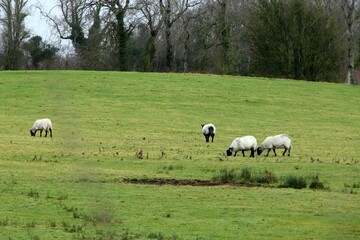 Fototapeta premium Peaceful rural landscape featuring four white sheep grazing in the lush green grass