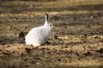 White fluffy rabbit in the park in spring.
