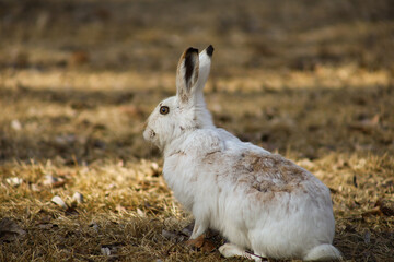 White fluffy rabbit in the park in spring.