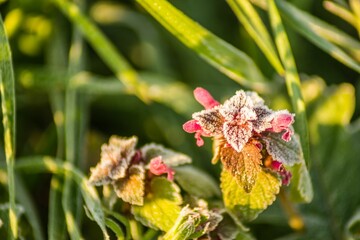 frost on the flower buds of a plant with a few pink flowers