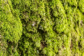 an mossy tree with the bark showing up and down